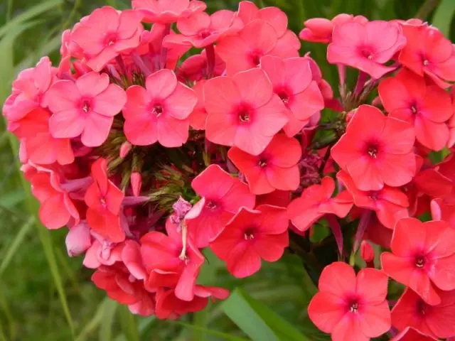 Panicled phlox: photos and varieties with names and descriptions