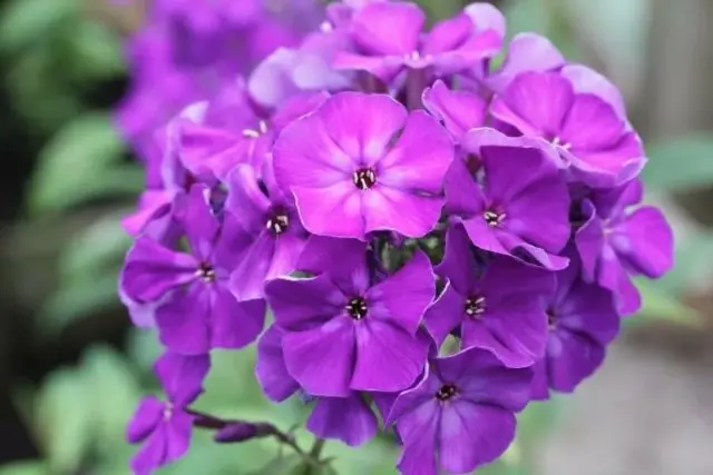 Panicled phlox: photos and varieties with names and descriptions