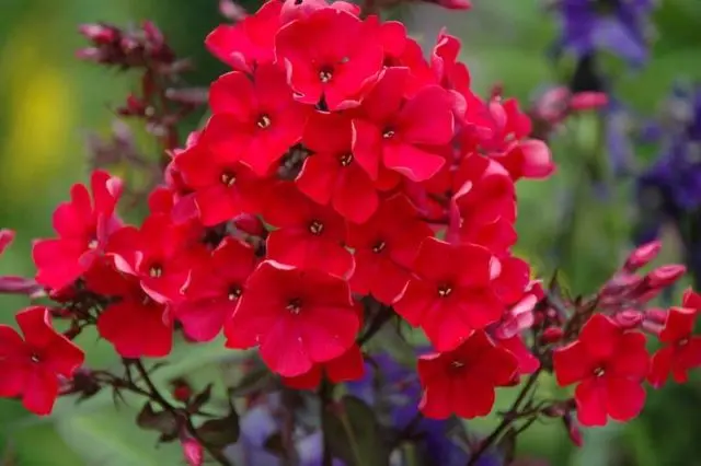 Panicled phlox: photos and varieties with names and descriptions