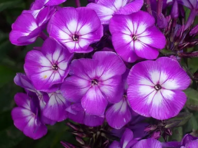 Panicled phlox: photos and varieties with names and descriptions