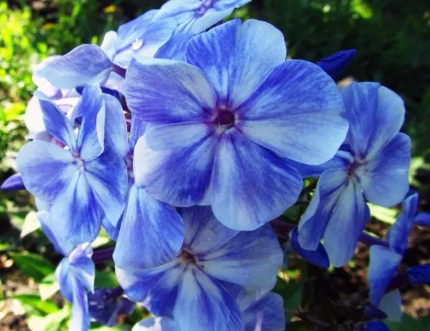 Panicled phlox: photos and varieties with names and descriptions