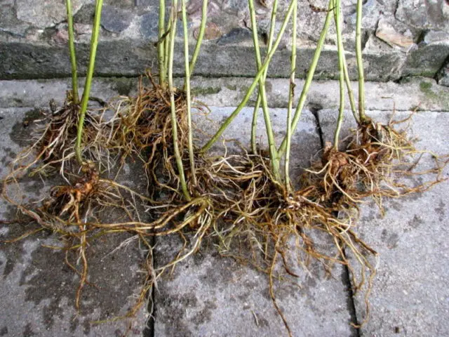 Panicled phlox: photos and varieties with names and descriptions