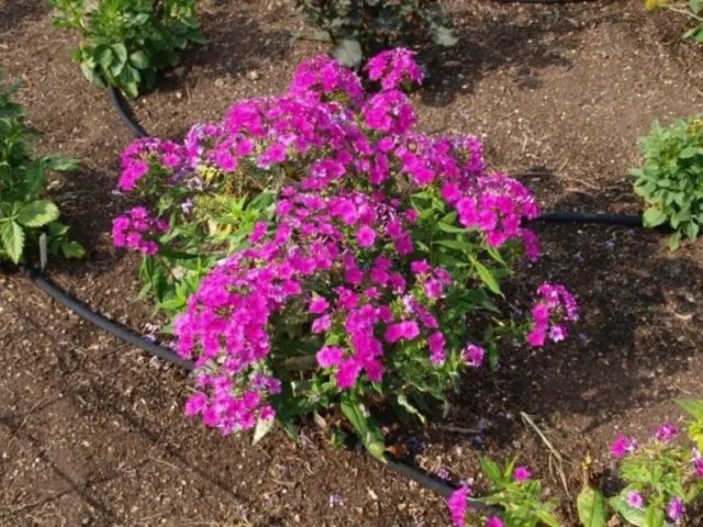 Panicled phlox: photos and varieties with names and descriptions