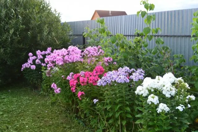 Panicled phlox: photos and varieties with names and descriptions