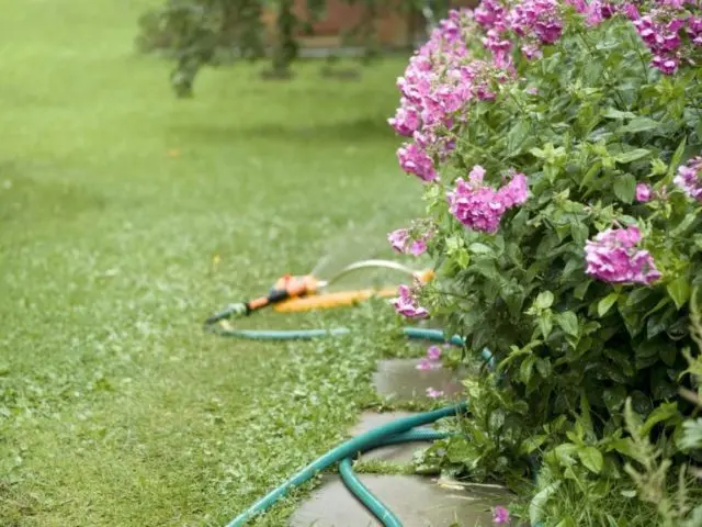 Panicled phlox: photos and varieties with names and descriptions