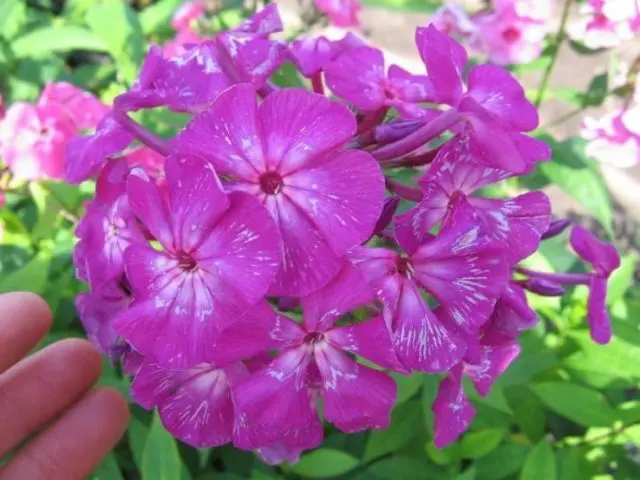 Panicled phlox: photos and varieties with names and descriptions