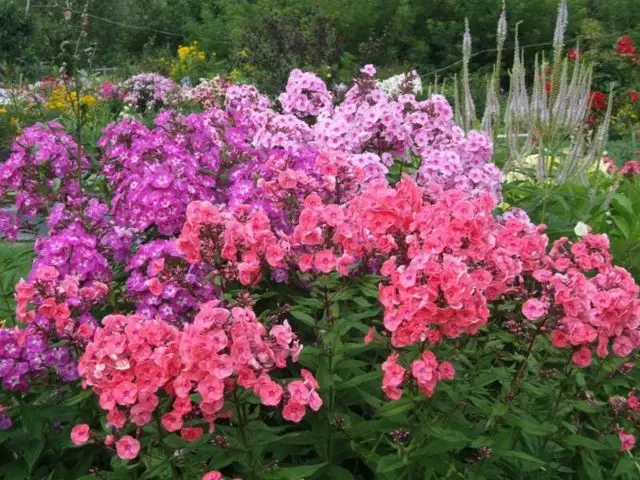 Panicled phlox: photos and varieties with names and descriptions