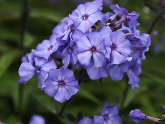 Panicled phlox: photos and varieties with names and descriptions