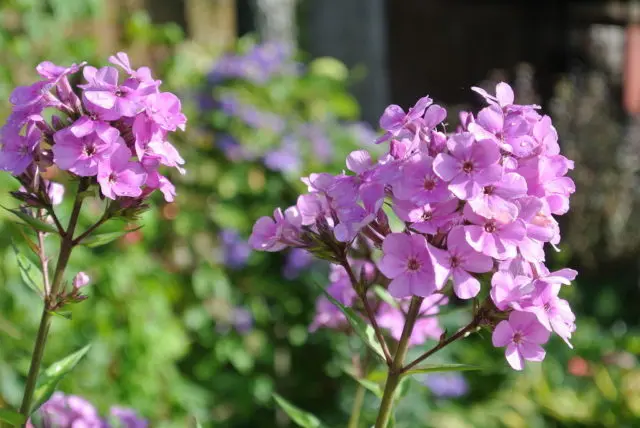 Panicled phlox: photos and varieties with names and descriptions