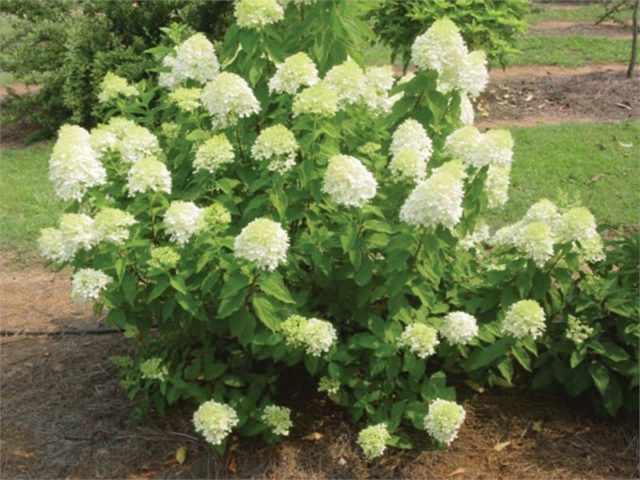 Paniculata hydrangea for the Moscow region: the best varieties with photos