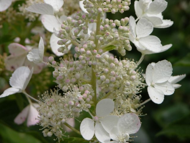 Paniculata hydrangea for the Moscow region: the best varieties with photos