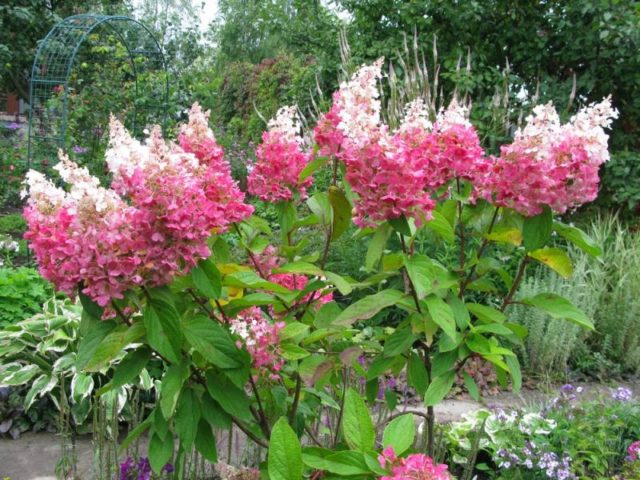 Paniculata hydrangea for the Moscow region: the best varieties with photos