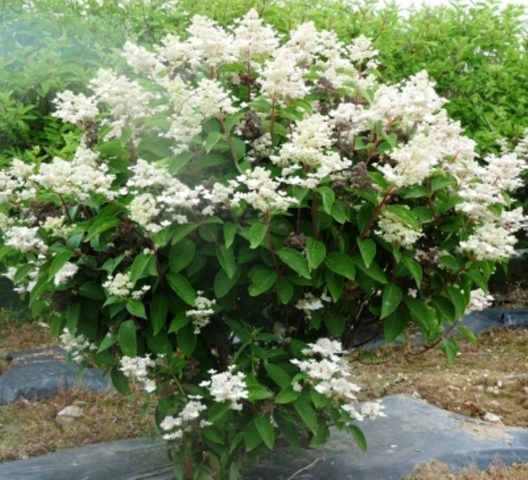 Paniculata hydrangea for the Moscow region: the best varieties with photos