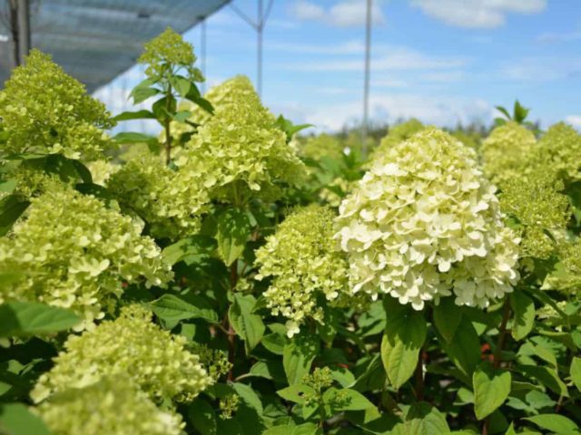 Paniculata hydrangea for the Moscow region: the best varieties with photos