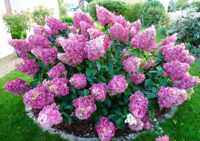 Paniculata hydrangea for the Moscow region: the best varieties with photos