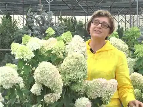 Paniculata hydrangea for the Moscow region: the best varieties with photos