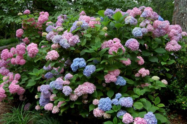 Paniculata hydrangea for the Moscow region: the best varieties with photos