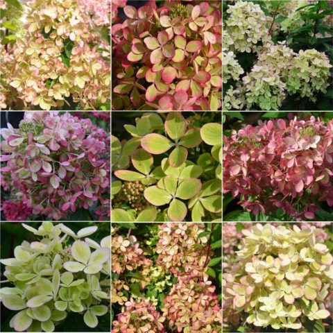 Paniculata hydrangea for the Moscow region: the best varieties with photos