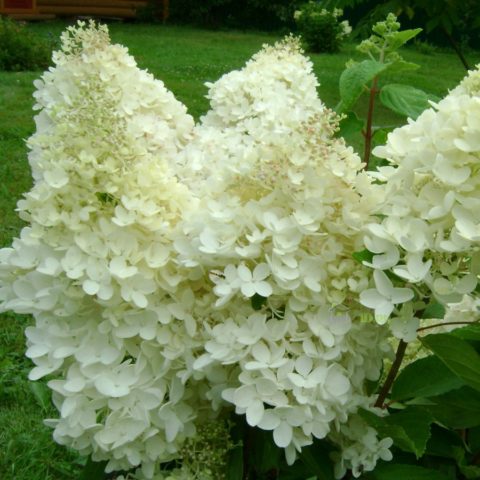 Paniculata hydrangea for the Moscow region: the best varieties with photos