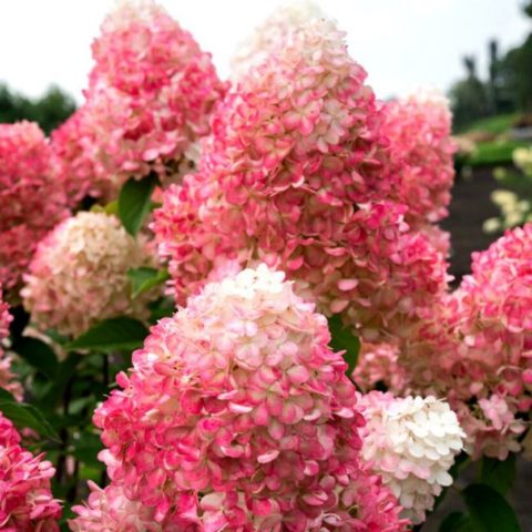 Paniculata hydrangea for the Moscow region: the best varieties with photos