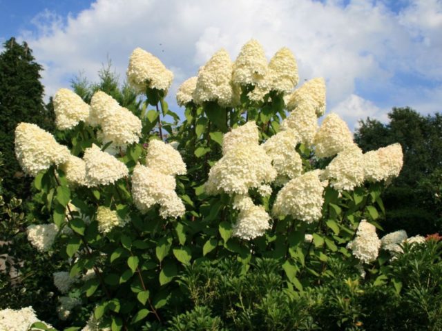 Paniculata hydrangea for the Moscow region: the best varieties with photos