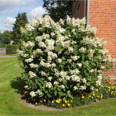 Paniculata hydrangea for the Moscow region: the best varieties with photos