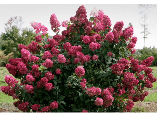 Paniculata hydrangea for the Moscow region: the best varieties with photos