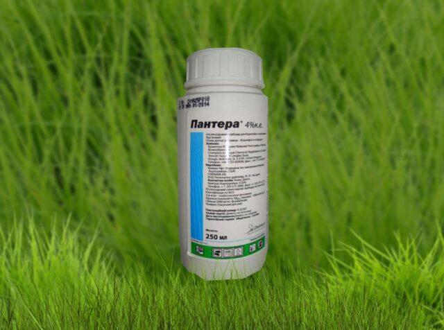 Panther weed preparation: instructions for use, consumption rate