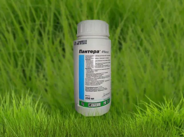 Panther weed preparation: instructions for use, consumption rate