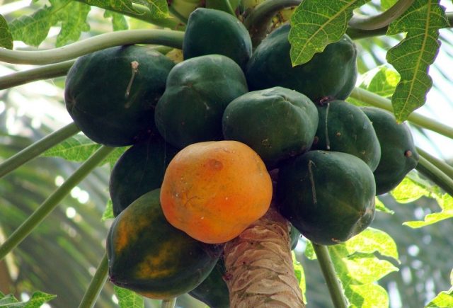 Papaya: benefits and harms