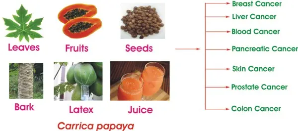 Papaya inhibits the growth of cancer