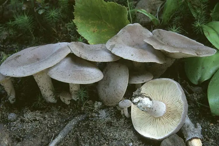 Papillary breast (Lactarius mammosus) photo and description