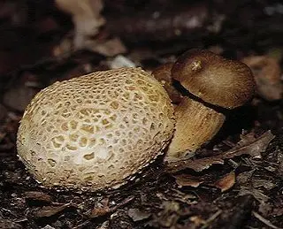 Parasitic flywheel (Pseudoboletus parasiticus) photo and description