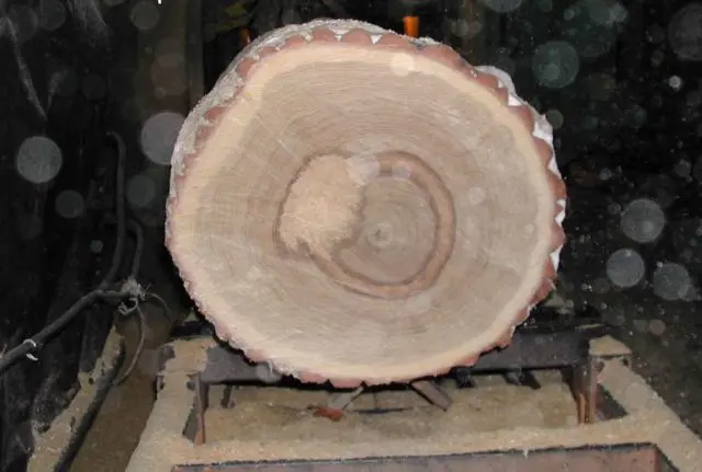 Parasitism of tinder fungi: on birch and other trees, methods of control