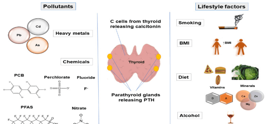 Parathyroid hormone (PTH) &#8211; functions, indications for examination, causes of deficiency and excess