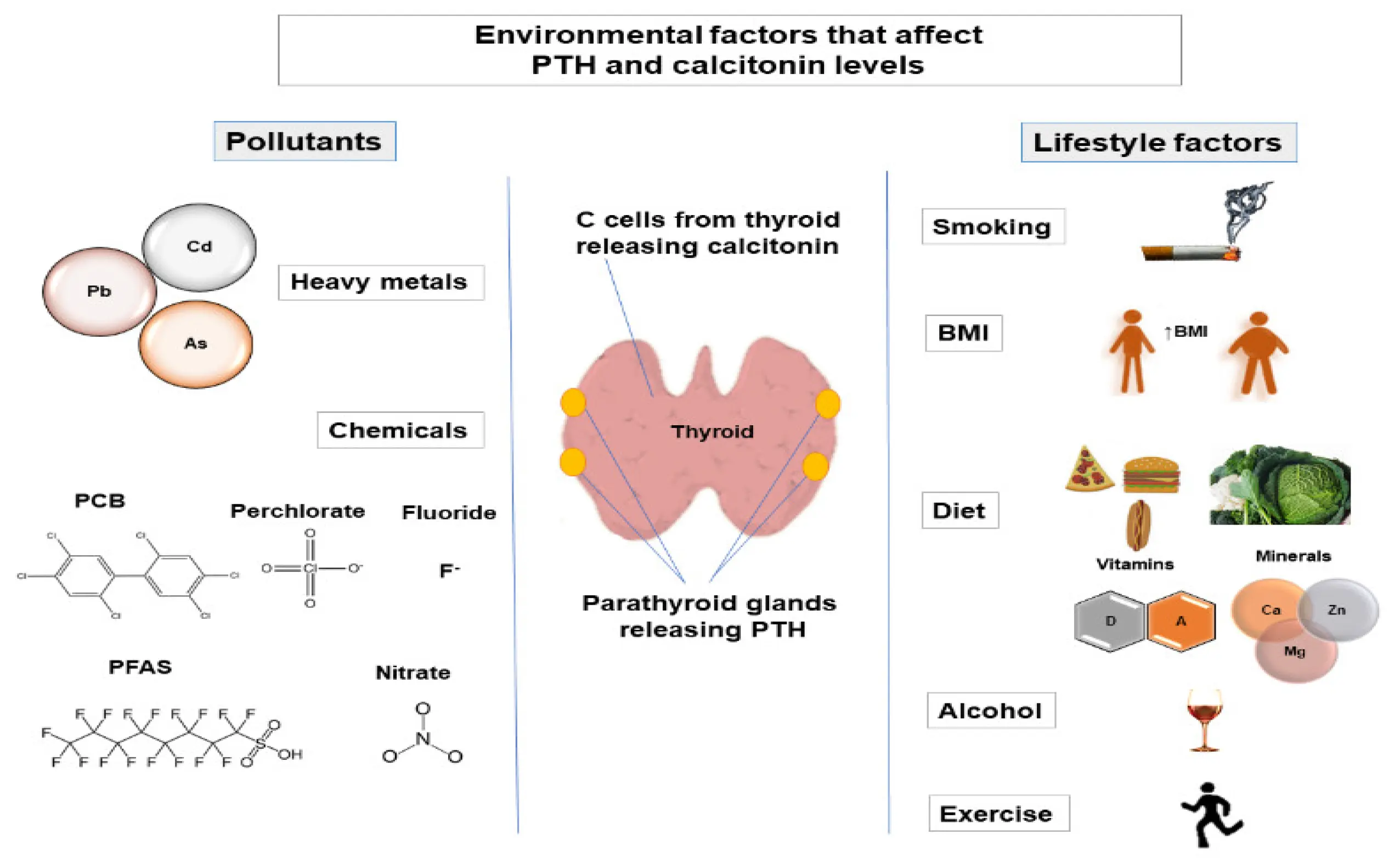 Parathyroid hormone (PTH) &#8211; functions, indications for examination, causes of deficiency and excess