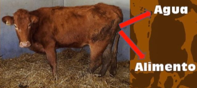 Paratuberculosis of cattle: causes and symptoms, prevention