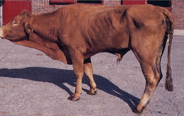 Paratuberculosis of cattle: causes and symptoms, prevention