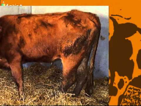 Paratuberculosis of cattle: causes and symptoms, prevention