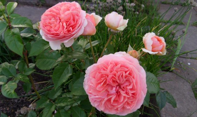 Park hybrid tea rose Chippendale (Chippendale): description, photo, reviews