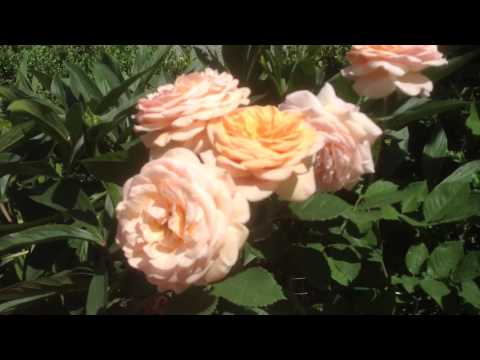 Park hybrid tea rose Chippendale (Chippendale): description, photo, reviews