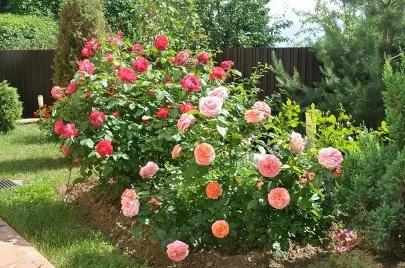 Park hybrid tea rose Chippendale (Chippendale): description, photo, reviews