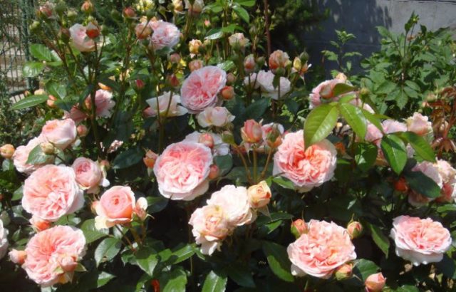 Park hybrid tea rose Chippendale (Chippendale): description, photo, reviews