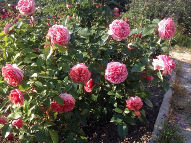 Park hybrid tea rose Chippendale (Chippendale): description, photo, reviews