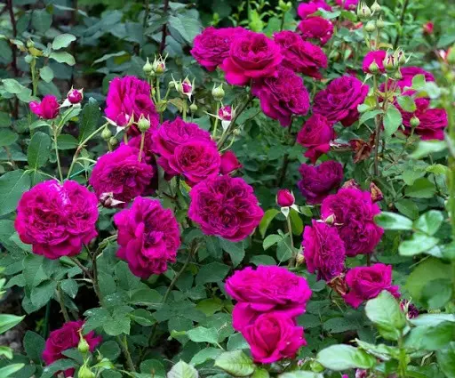 Park roses: care and cultivation, when to plant in autumn in open ground