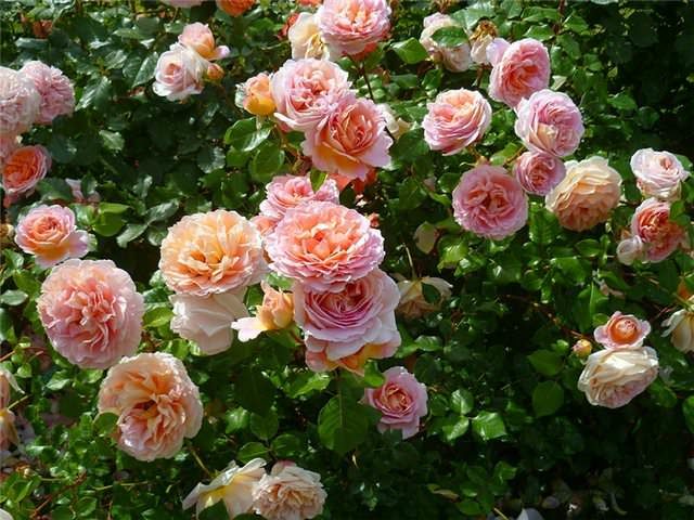 Park roses: care and cultivation, when to plant in autumn in open ground