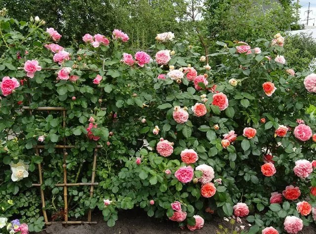 Park roses: care and cultivation, when to plant in autumn in open ground