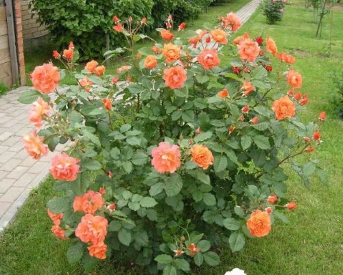 Park roses: care and cultivation, when to plant in autumn in open ground