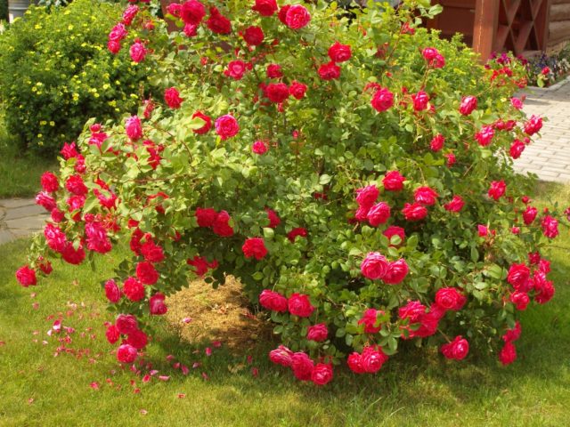 Park roses: care and cultivation, when to plant in autumn in open ground