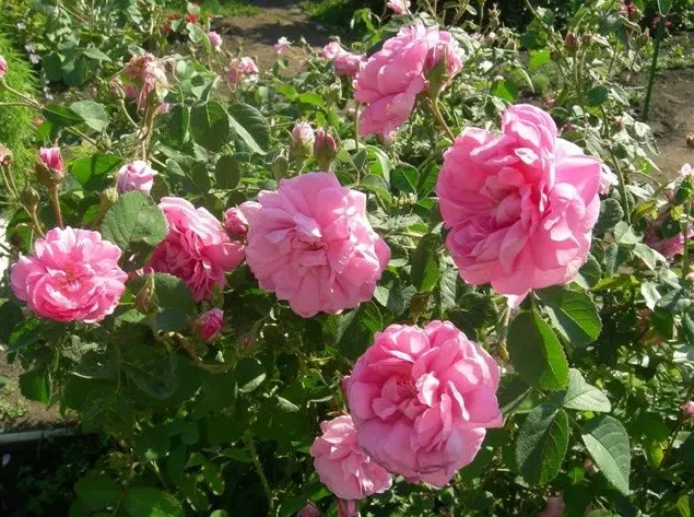 Park roses: features of cultivation and care